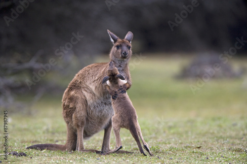 Känguru spielt mit Jungtier