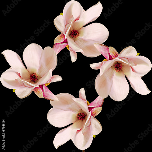 Pink Magnolia branch flowers, close up, colored background, isolated.