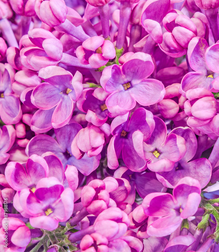 Purple, pink Syringa vulgaris (lilac or common lilac) flowers, close up, texture background.