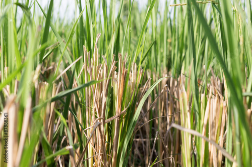rice field after harvest