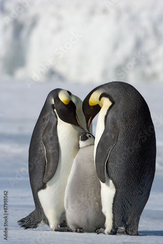 Kaiserpinguin mit Küken