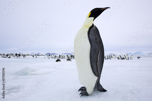 Kaiserpinguin