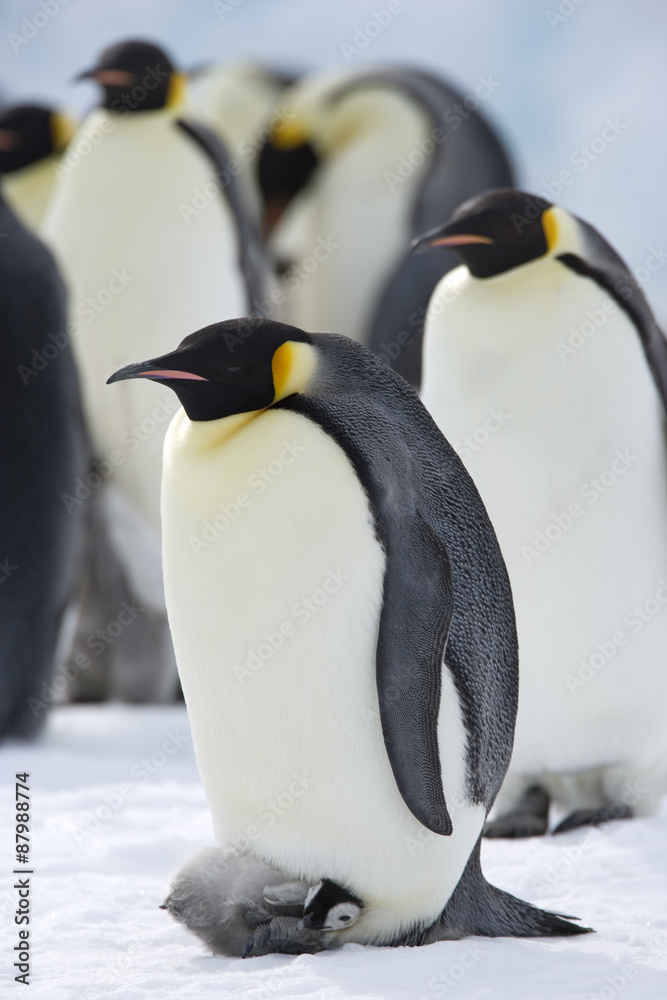 Fototapeta premium Kaiserpinguin mit Küken