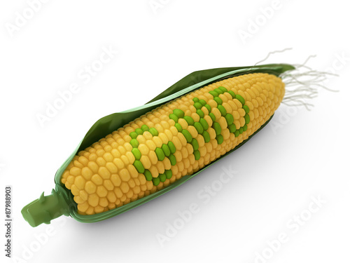 GMO corn photo