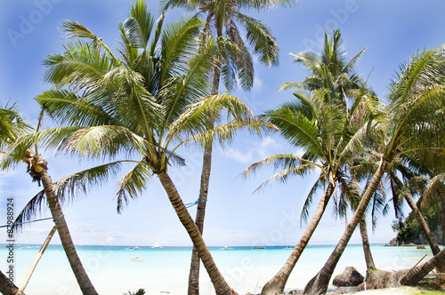 palm tree  white sand and turquoise sea water  Philippines  Boracay