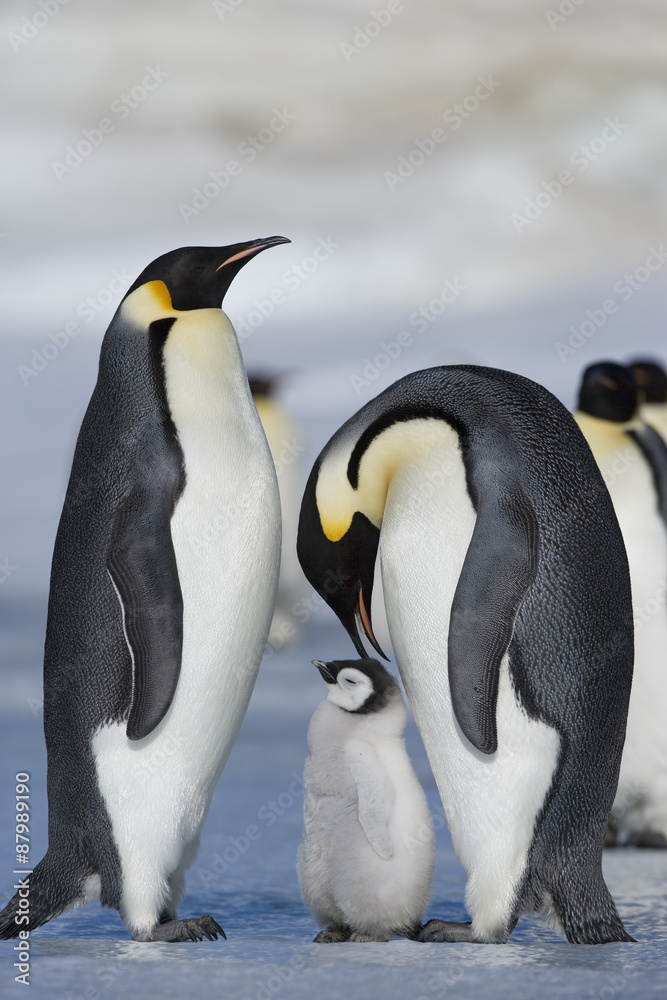 Obraz premium Kaiserpinguin mit Küken