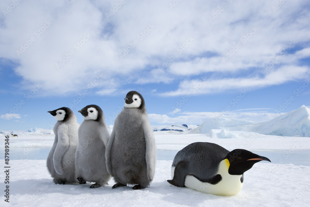 Obraz premium Kaiserpinguin mit Küken
