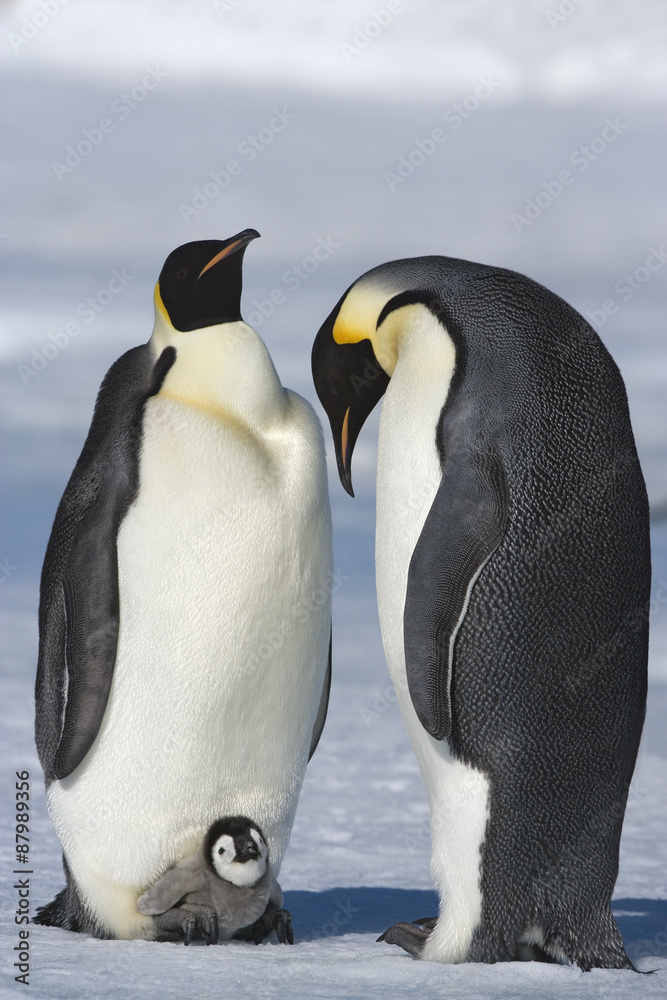 Fototapeta premium Kaiserpinguin mit Küken