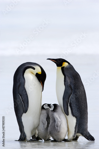 Kaiserpinguin mit K  ken