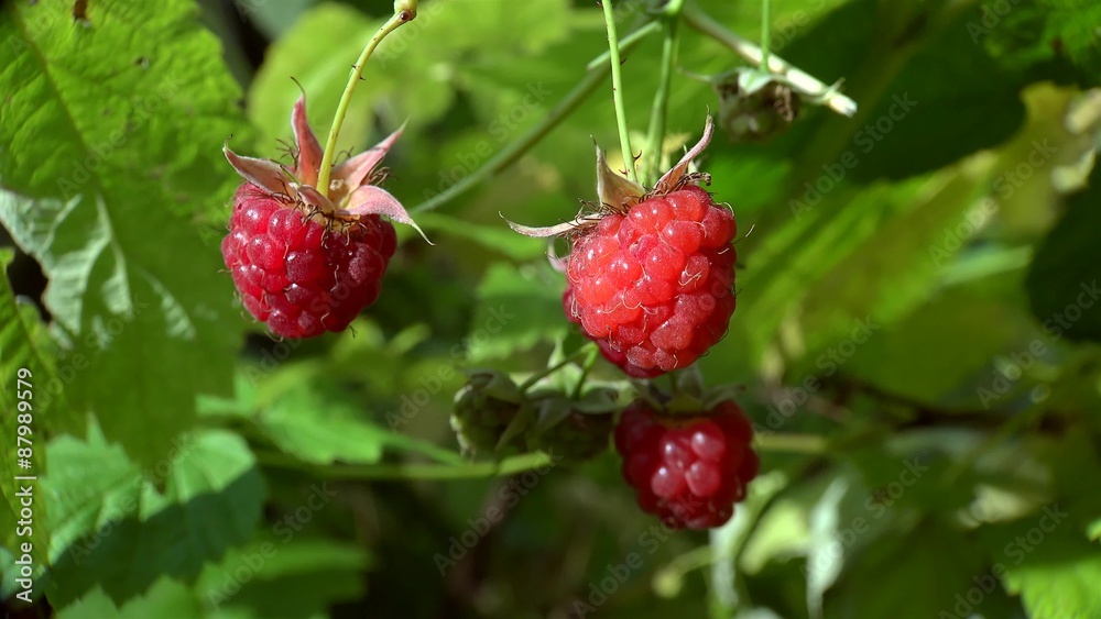 Collection of a wild red Raspberry. Collection of a wild red Raspberry.