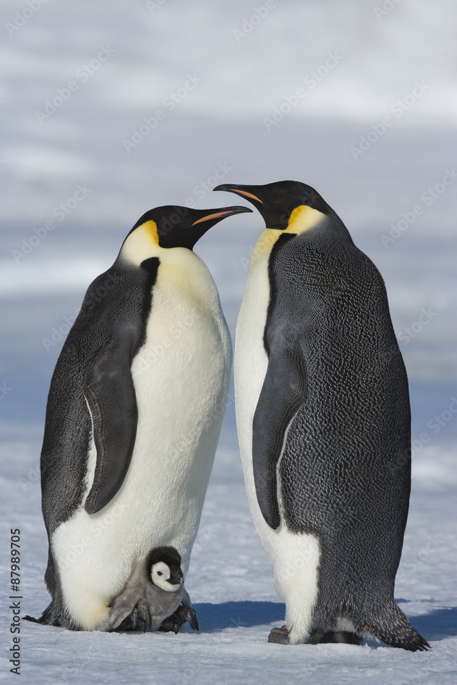 Obraz premium Kaiserpinguin mit Küken