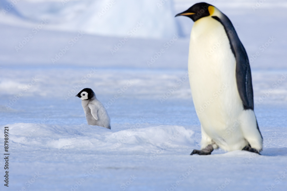 Fototapeta premium Kaiserpinguin mit Küken