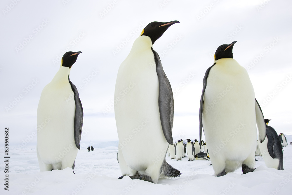 Fototapeta premium Kaiserpinguine