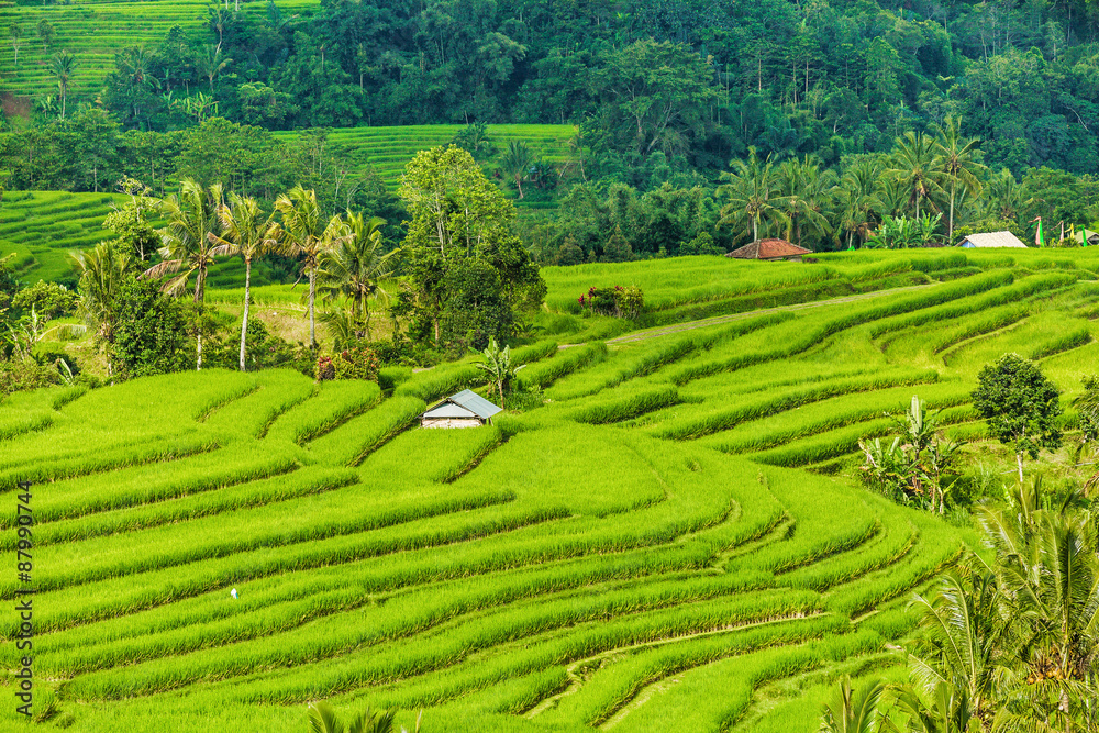 Rice fields on terraced of Bali, Indonesia. Fields prepare the