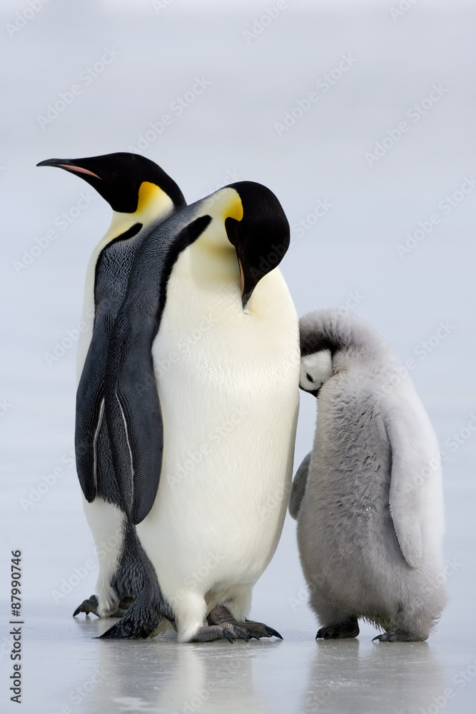 Obraz premium Kaiserpinguin mit Küken