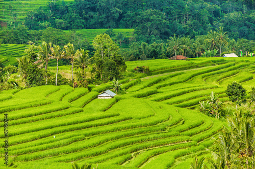 Rice fields on terraced of Bali, Indonesia. Fields prepare the