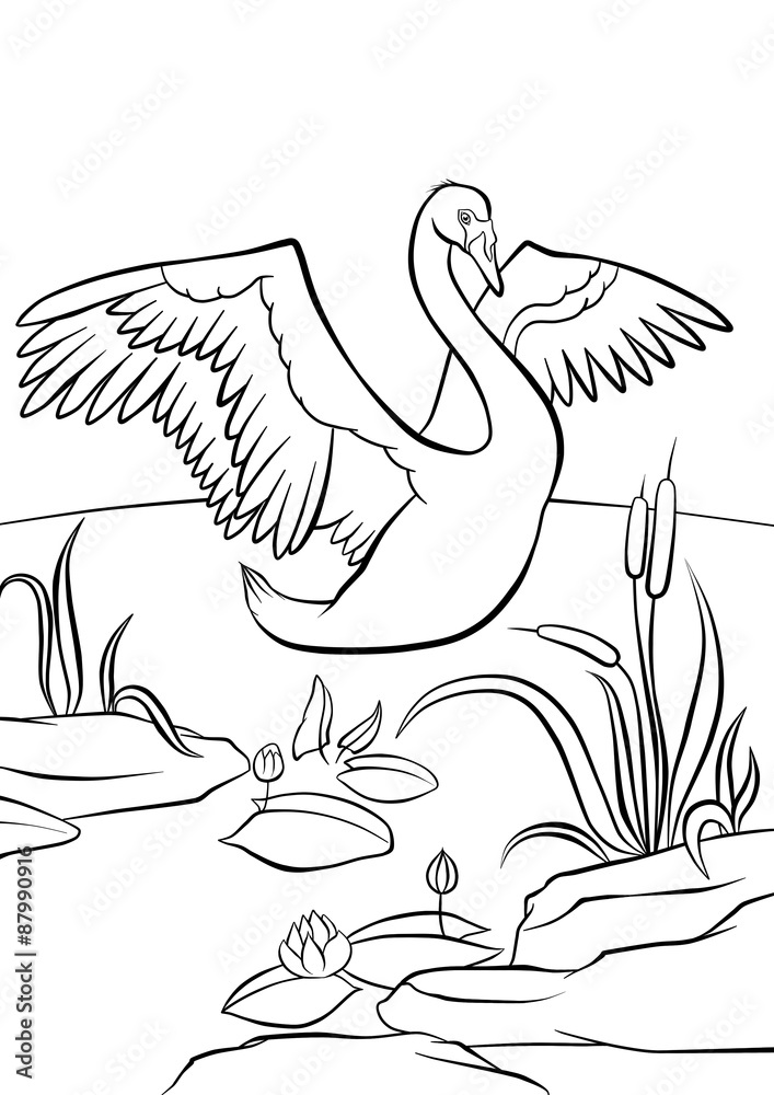 Naklejka premium Beautiful swan in the pond