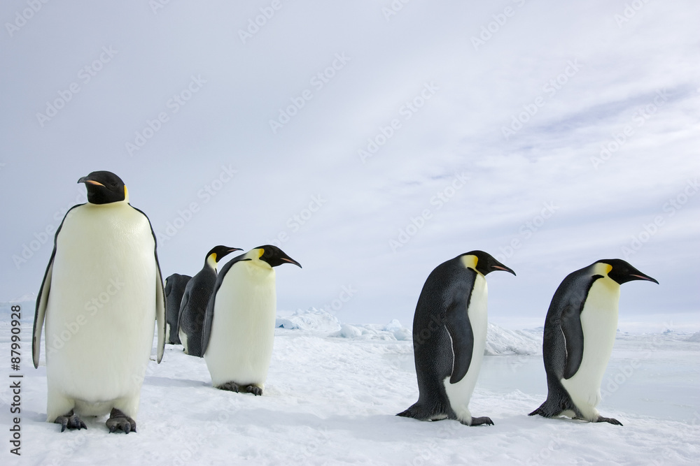 Fototapeta premium Kaiserpinguin mit Küken