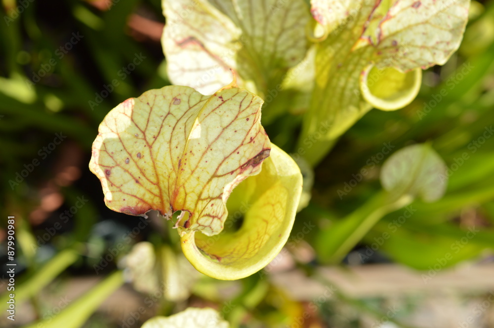 Sarracenia moorei