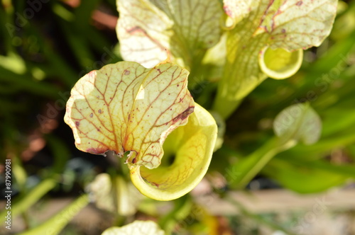 Sarracenia moorei