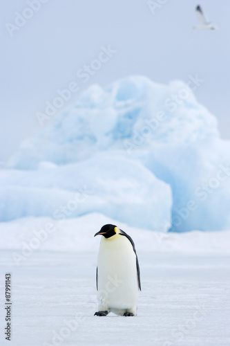 Kaiserpinguine wandern   ber das Eis