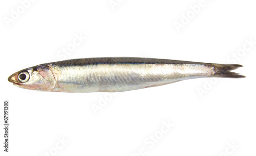 Whole single fresh raw european anchovy isolated on a white photo
