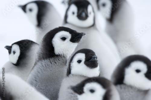 przedszkole-pingwinow-cesarskich