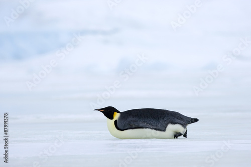 Kaiserpinguin 