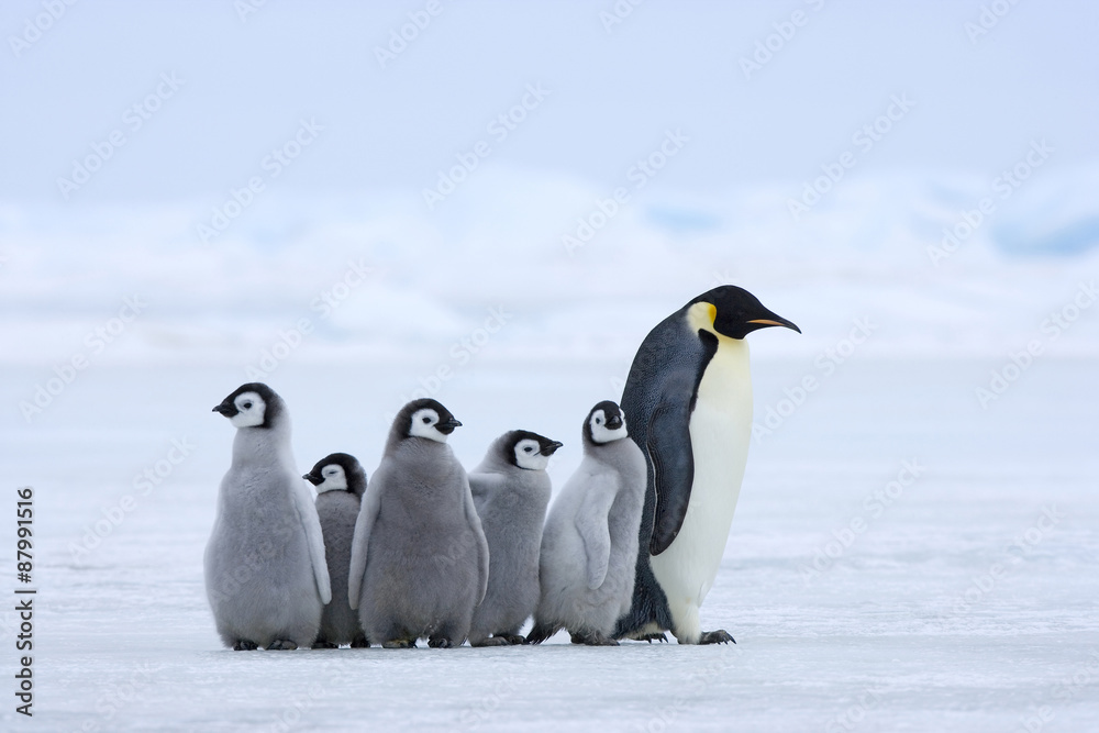 Fototapeta premium Kaiserpinguin mit Küken