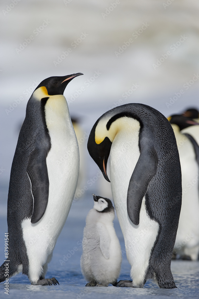 Fototapeta premium Kaiserpinguin mit Küken