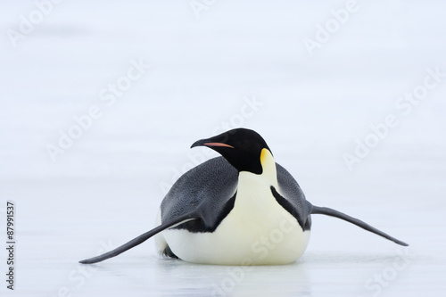 Kaiserpinguine wandern   ber das Eis