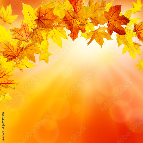 Autumn nature background with falling maple leaves