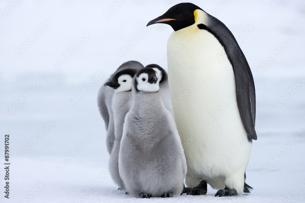 Fototapeta premium Kaiserpinguin mit Küken