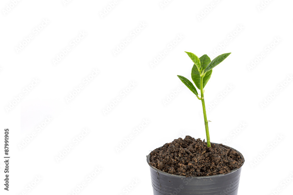 Young green plant in small black pot isolated on white Young green plant in small black pot isolated on white
