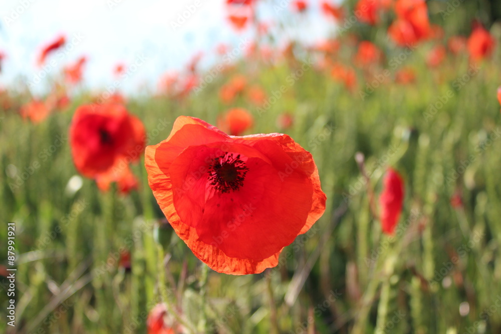 Scarlet Poppies in Field of Corn, Summer, England. Scarlet Poppies in Field of Corn, Summer, England.