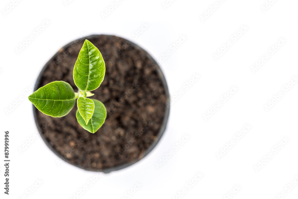 Naklejka premium Young green plant in small black pot isolated on white