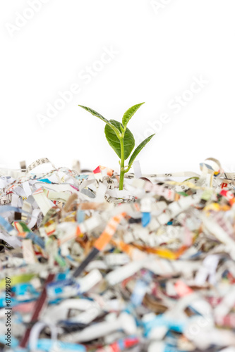 Young green plant in stack of scrap paper