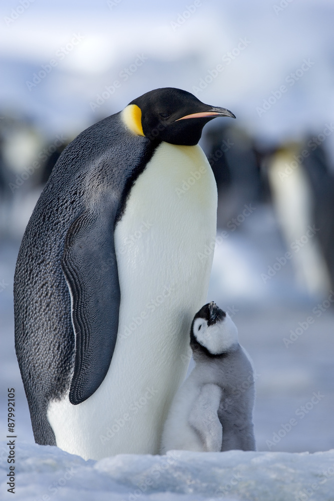 Fototapeta premium Kaiserpinguin mit Küken