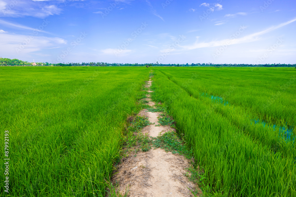 Green Rice Field with Blue Sky and path way