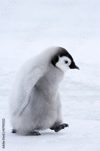 Kaiserpinguinküken