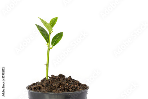 Young green plant in small black pot isolated on white