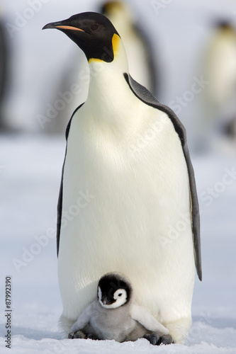 Kaiserpinguin mit K  ken