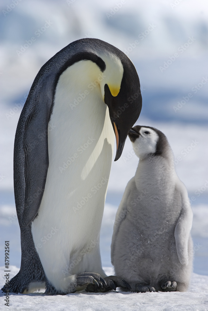 Obraz premium Kaiserpinguin mit Küken