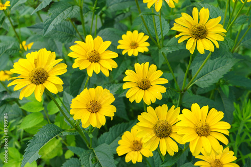 Heliopsis photo