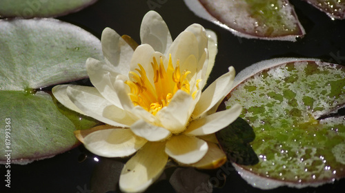 Wallpaper Mural Water white lily on the lake. Torontodigital.ca