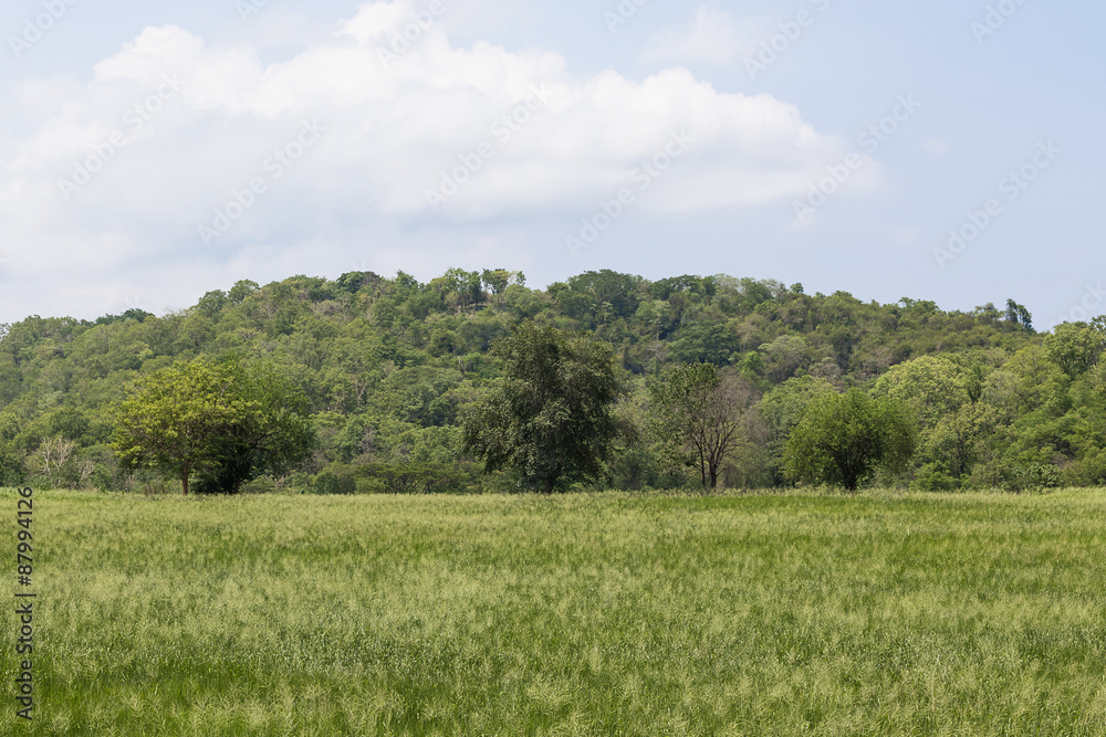 Grass field landscape and wild flowers Grass field landscape and wild flowers