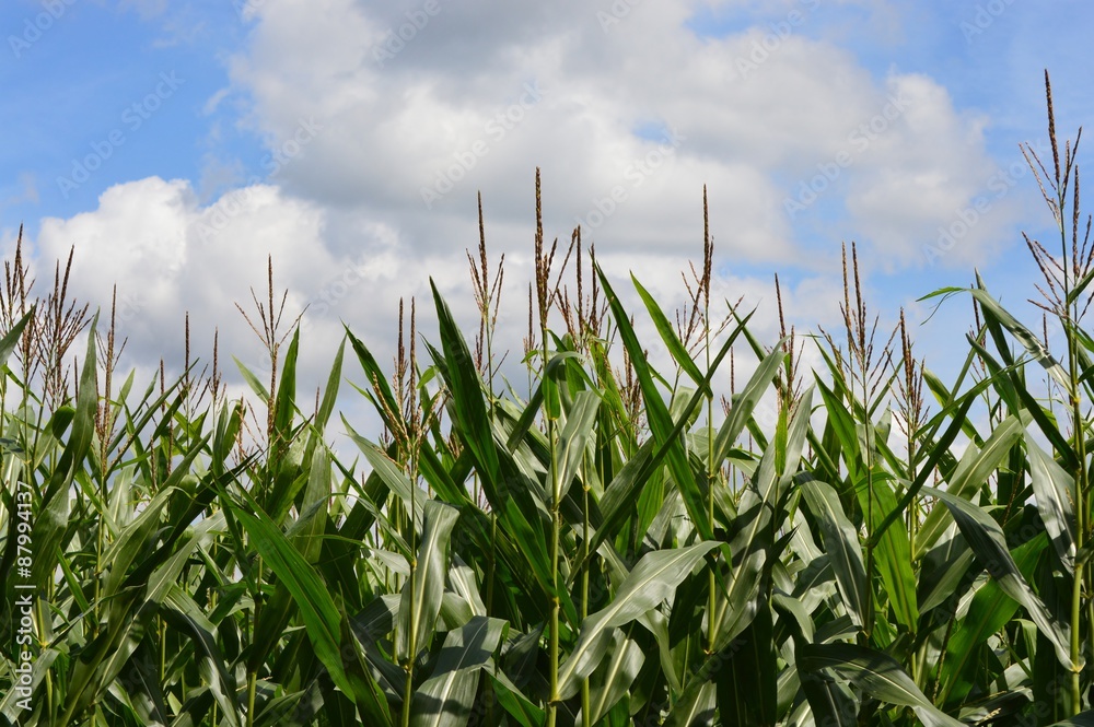 Obraz premium Mais