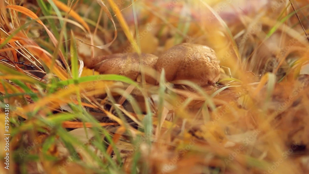 Growing wild mushrooms in autumn wood Growing wild mushrooms in autumn wood