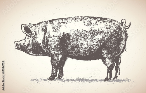 Graphic pig. Vector illustration, drawn by hand.