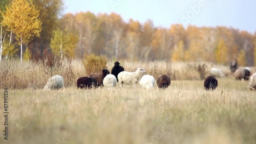 herd of sheep and cows grazing in a meadow near the forest in photo